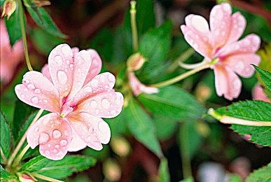 《风来之国》，“双主角”游戏中的感伤与牵绊